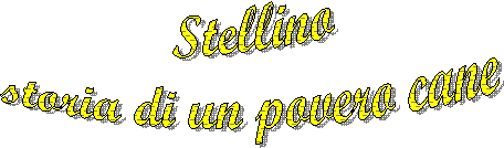 Stellino
storia di un povero cane