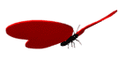 animal08.gif